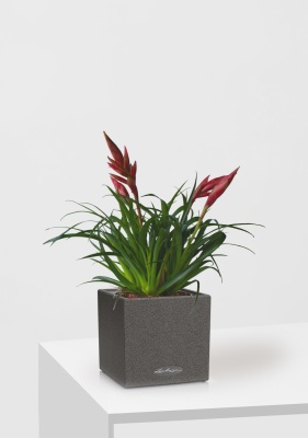 Вриезия Астрид 12/30 см в CANTO STONE 14