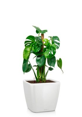 Монстера Делициоза 19/90 см в QUADRO LS 21, белый блестящий