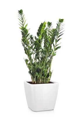 Замиокулькас с 21/110 в QUADRO LS 28, белый белстящий