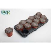 Эхеверия Пелисуда d10.5 см h15 см