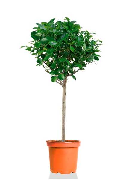 Фикус Моклейм на стволе d30 см h120 см