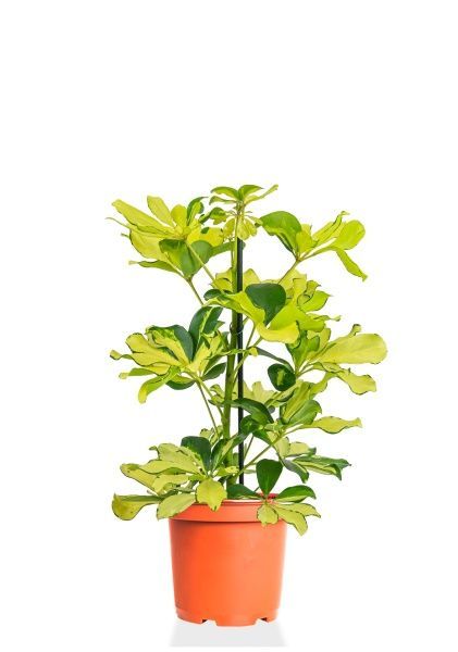 Шеффлера Мелани 12/40 см