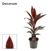 Кордилина Танго d12 см h40 см (decorum)