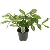 Драцена суркулоза Гудсефиана d12 см h30 см тип 1 Драцена суркулоза Гудсефиана d12 см h30 см тип 1