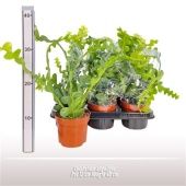 Эпифиллум Ангулигер d12 см h40 см