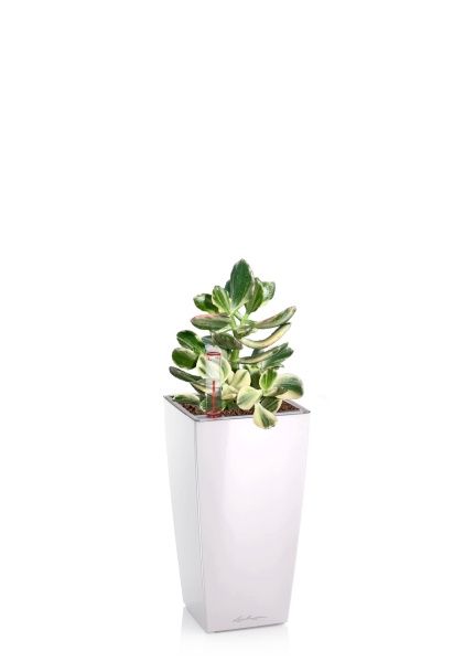 Крассула Овата Вариегата 8/15 см см в MINI CUBI Крассула Овата Вариегата 8/15 см см в MINI CUBI