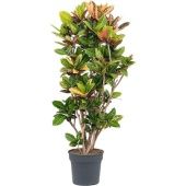 Кротон Кодиеум Петра бранч d34 см h150 см