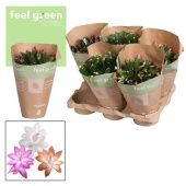 Шлюмбергера (декабрист) Микс Feel Green (decorum) d13 см h27.5 см