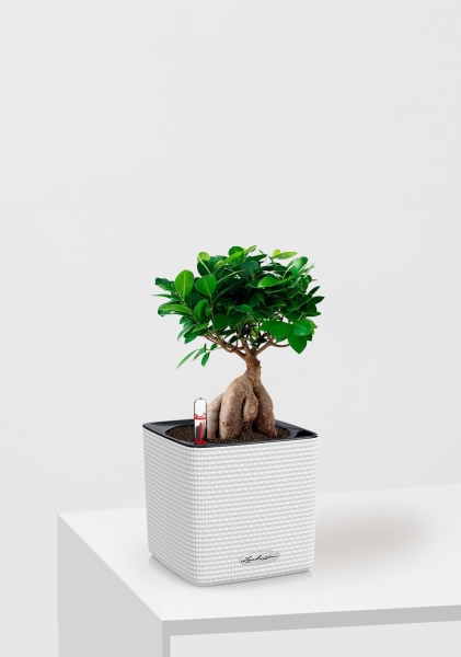 Фикус Микрокарпа 12/30 см в CUBE Color 14