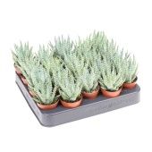 Алоэ Химилис d5.5 см h8 см