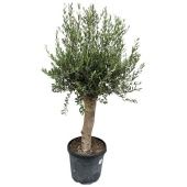 Олива европейская d42 см h180 см