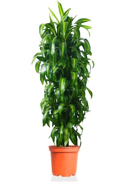 Драцена Гавайская 27/190 см