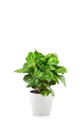 Аглаонема Лемон Минт 19/50 см в CLASSICO COLOR 28, белый