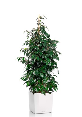 Фикус Бенджамина Даниэль 27/120 см в CUBE 30 Фикус Бенджамина Даниэль 27/120 см в CUBE 30