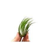 Тилландсия Ionantha Scaposa d4 см h6 см Тилландсия Ionantha Scaposa d4 см h6 см