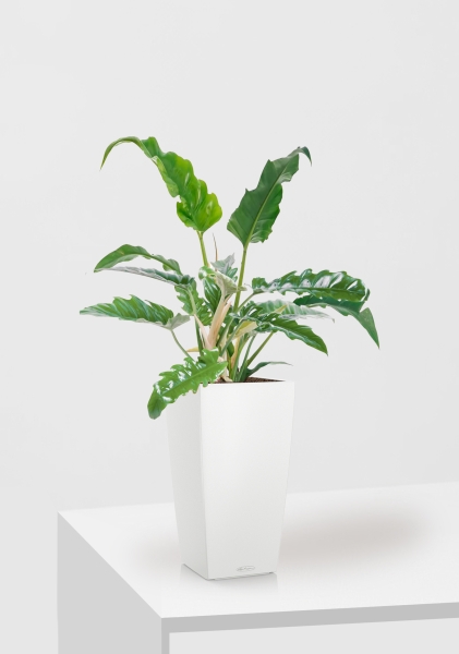 Филодендрон Нарроу 19/55 см в CUBICO COLOR 22