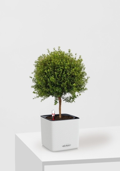 Мирт 15/50 см в CUBE Color 16 Мирт 15/50 см в CUBE Color 16