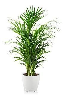 Хризалидокарпус CLASSICO 28/120 см, белый