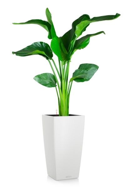 Стрелиция Николай 21/100 в CUBICO COLOR 30