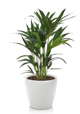 Ховея 17/90 см в CLASSICO LS 21, белый блестящий 