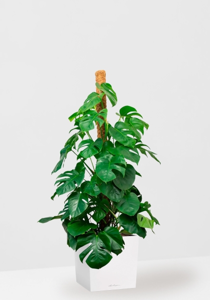 Монстера на опоре 27/150 см в CUBE 40