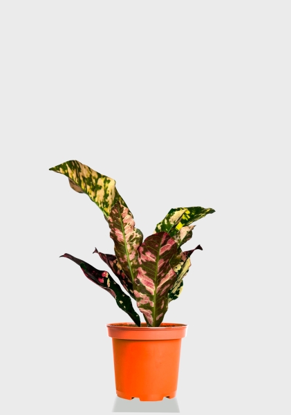 Кодиеум микс 8/20 см Кодиеум микс 8/20 см