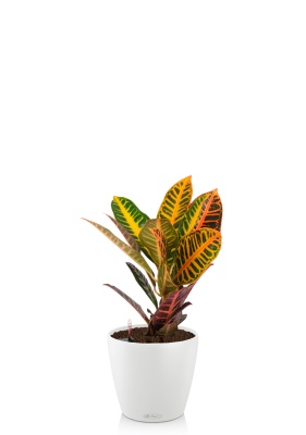 Кодиеум 13/30 см в CLASSICO COLOR 18