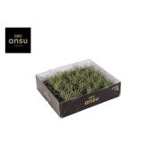 Тилландсия Ionantha Green d5 см h8 см Тилландсия Ionantha Green d5 см h8 см