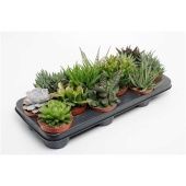 Суккуленты микс 12srt d10.5 см h15 см (Голландия)