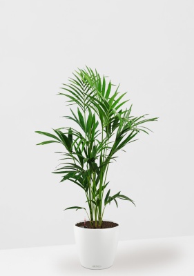 Ховея Кентия в CLASSICO COLOR 28, белый