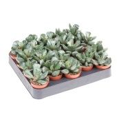 Адромискус Купера 5,5/8 см Адромискус Купера 5,5/8 см