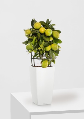 Цитрус Лимон на решетке 19/65 см в CUBICO COLOR 30