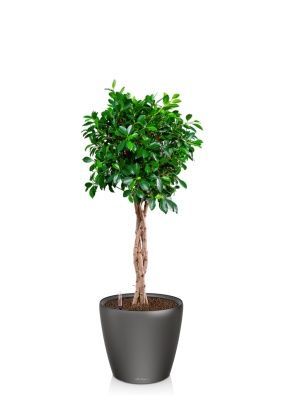 Фикус Нитида переплетенный 23/110 см в CLASSICO LS 28, антрацитовый металлик