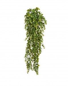 Эвкалипт зелёный большой куст ампельный