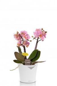 Орхидея Романтика в ORCHIDEA 18