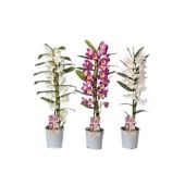 Дендробиум Nobile Classic Mix d12 см h60 см