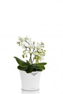 Орхидея Фаленопсис мультифлора ORCHIDEA 18/30 см, Белый матовый Орхидея Фаленопсис мультифлора ORCHIDEA 18/30 см, Белый матовый