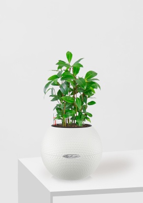 Лавр 9/30 см в PURO 20 Лавр 9/30 см в PURO 20