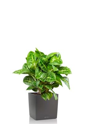 Аглаонема Лемон Минт 19/50 см в CUBE 30, антрацитовый металлик