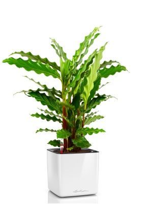 Калатея Руфибарба 12/50 см в CUBE GLOSSY 14, белый блестящий