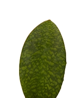 Сансевиерия Масониана Виктория 12/40 см в CANTO STONE 14