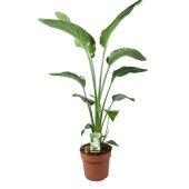 Стрелиция Николай d21 см h110 см Стрелиция Николай d21 см h110 см