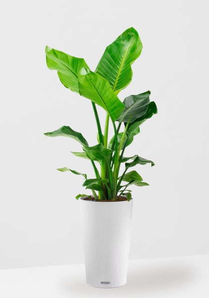 Стрелиция Николай 21/100 см в CILINDRO 32