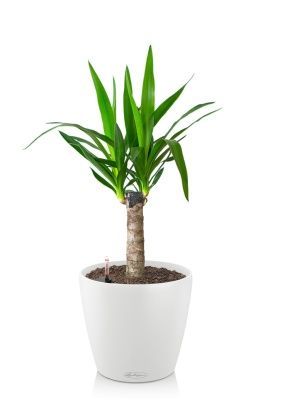 Юкка 1ств 15/60 см в CLASSICO 18