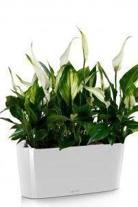 Спатифиллум DELTA 20/45 см, Белый блестящий
