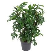 Монстера Minima On Reck d19 см h60 см