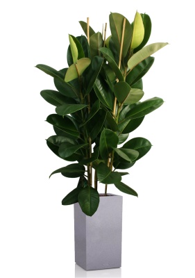 Фикус Эластика Робуста 3 ствола 35/160 см в CANTO STONE HIGH 40