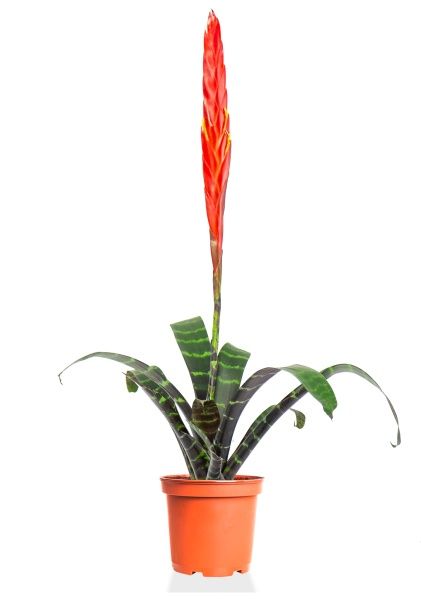 Вриезия Спленриет 9/30 см