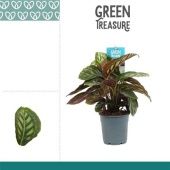 Калатея мунлайт d12 см h35 см Калатея мунлайт d12 см h35 см