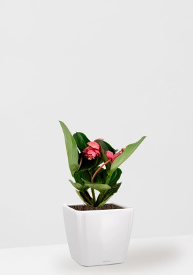 Мединилла 17/55 см в QUADRO LS 21